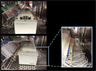 Tubule-on-a-chip由管内衬上皮或内皮细胞生长在一个3 d频道