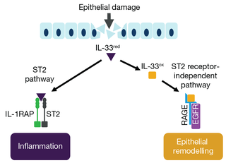氧化IL-33信号通过愤怒/表皮生长因子受体和ST2 pathways3, 4头牛