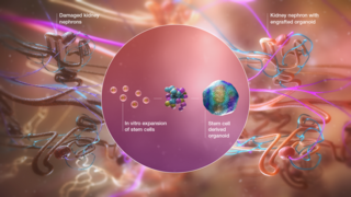 Cell_Therapy_Assets_Image